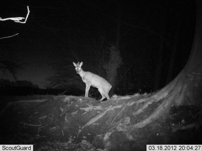 Cerfs Piégeage Promotion-Achetez des Cerfs Piégeage